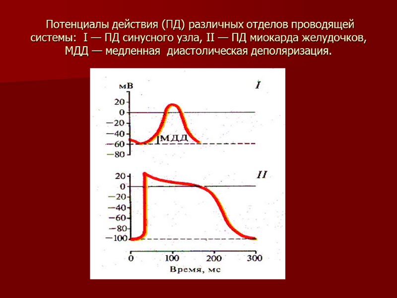 Потенциалы действия (ПД) различных отделов проводящей системы:  I — ПД синусного узла, II